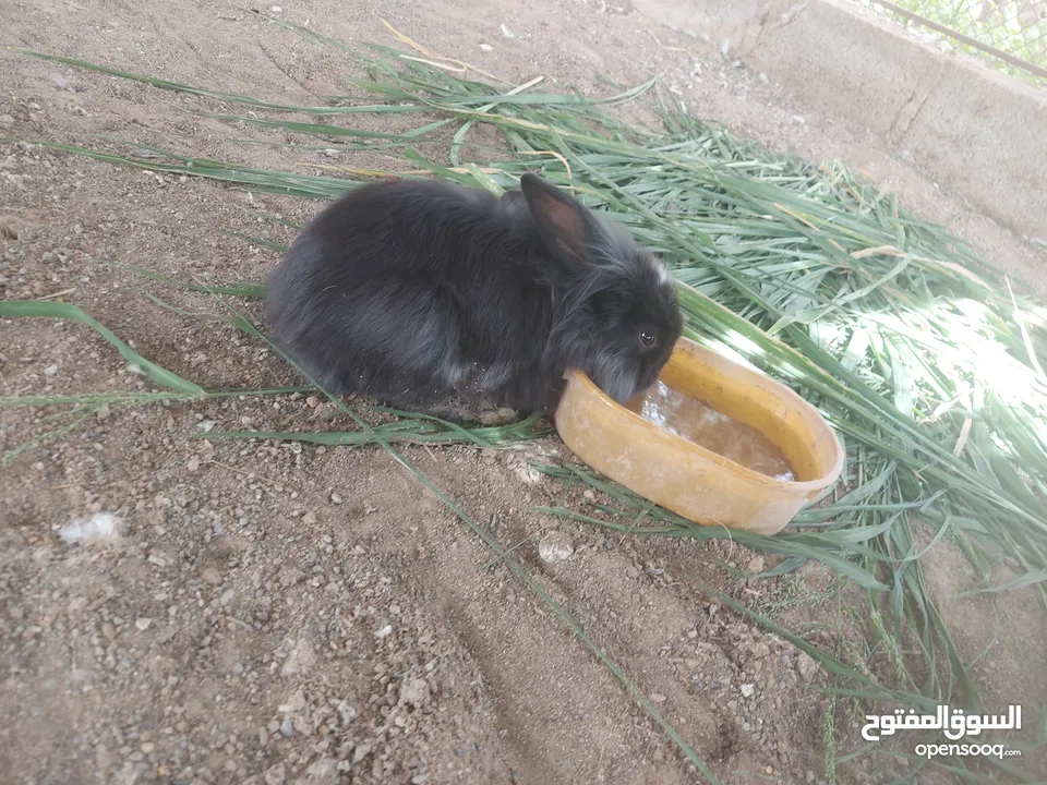 Rabbits in alain a very special rare for both of them