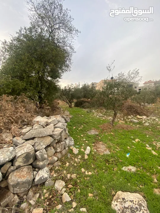 ارض للبيع نابلس_طلوزه