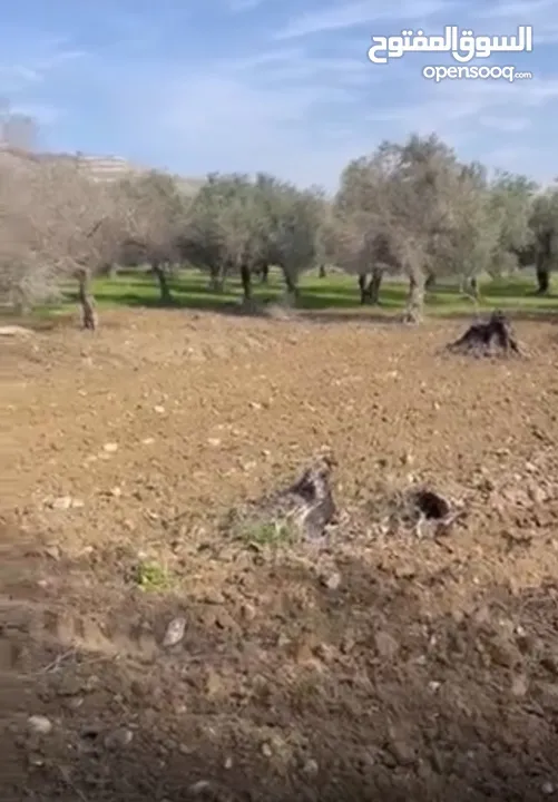 ارض مشجره زيتون طابو مربعة الشكل  قريبه جدا من الخدمات سهله الوصول
