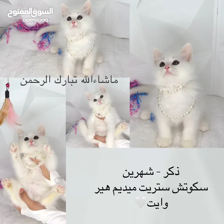 قطط مميزين