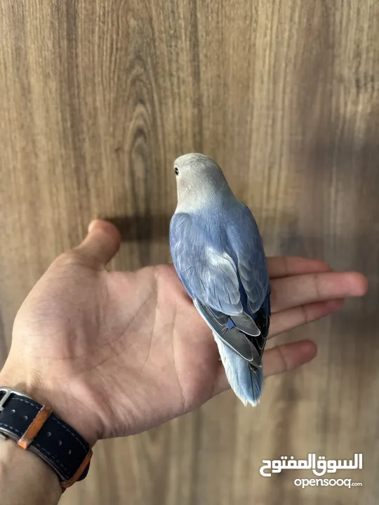 طير روز ذكر