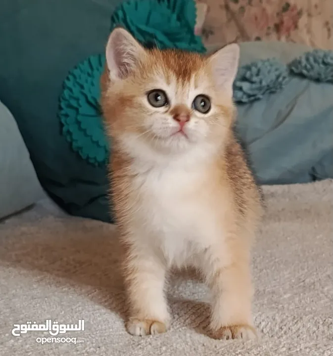 كتن عمر شهرين سكوتش فولد وستريت  اناث وذكور  جولدنny11 \12و جولدن بلاك و جولد بوينت