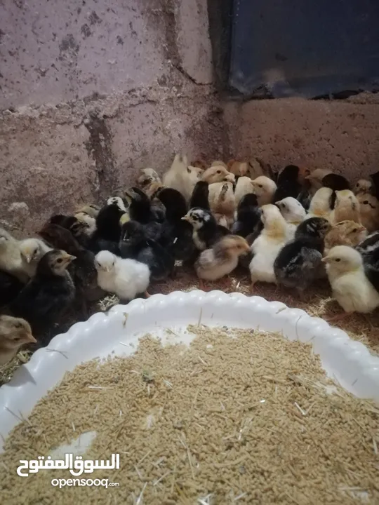صوص بلدي ماخذ كورس فيتامينات و مطاعيم عدد 120 من عمر أسبوع لعشر أيام