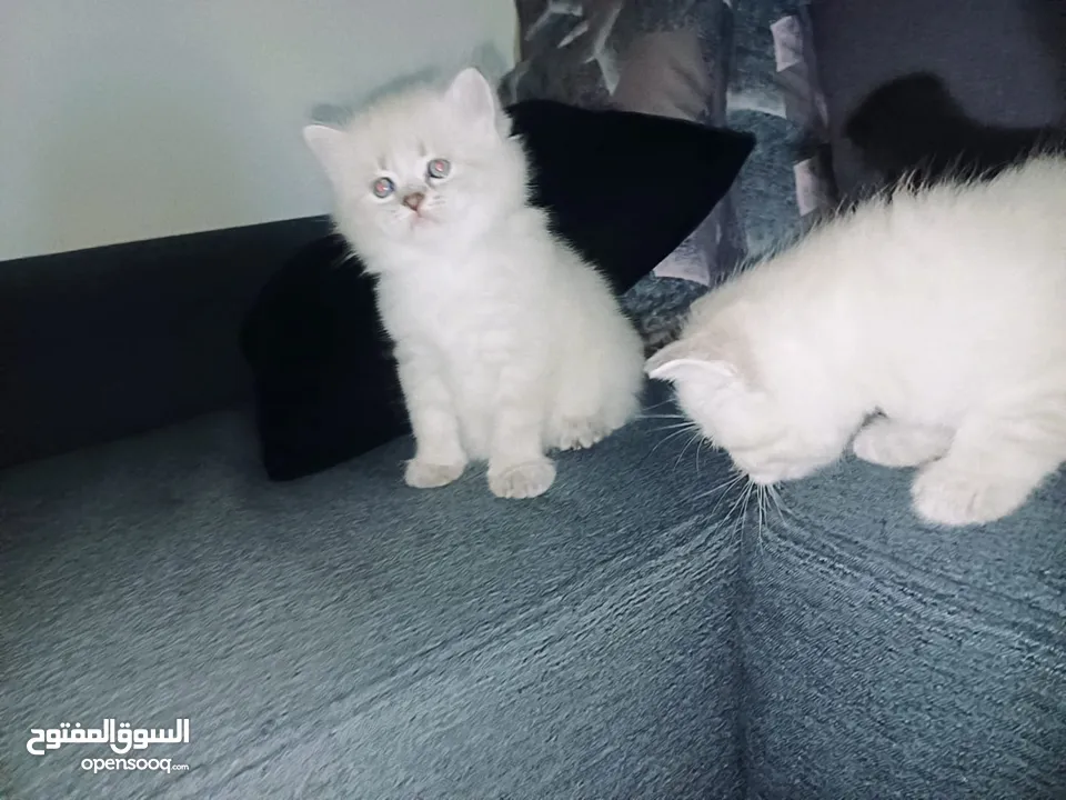 متوفر كيتنز مميزة
