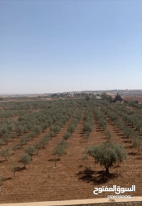 مزرعه جميله في مادبا جبيل