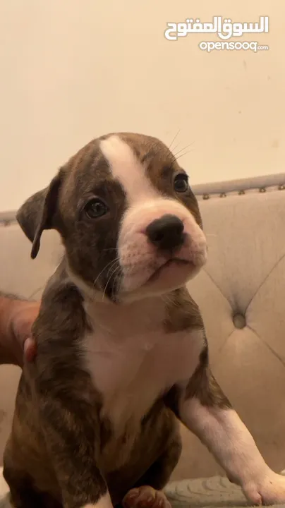 American bully puppies - 3 months old with Pedigree Parents Only brindle male left