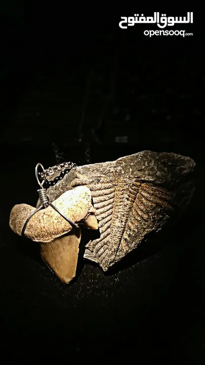 Italian silver necklace with wire wrapped ancient shark tooth fossil + free leather rope