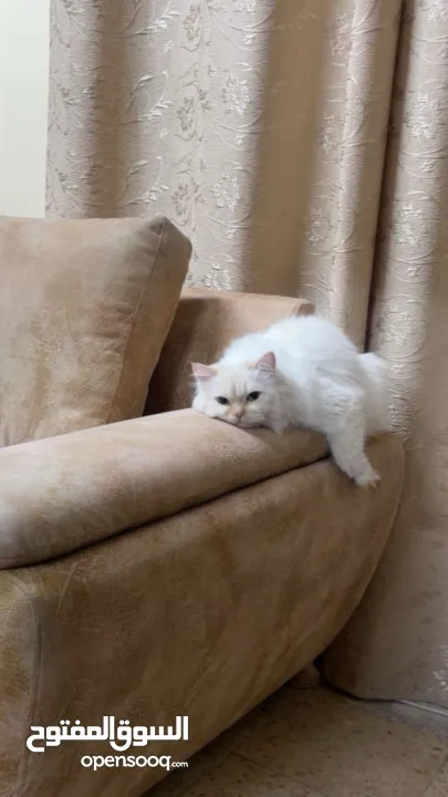 شيرازي للبيع عمرها سنة وشوي سعرها 600(قابل للتفاوض المعقول) اجتماعية وبترد عصحابها ومتعودة عالحمام