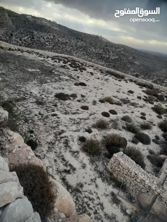 1800 م ارض طابو A الخليل دورا خرسه