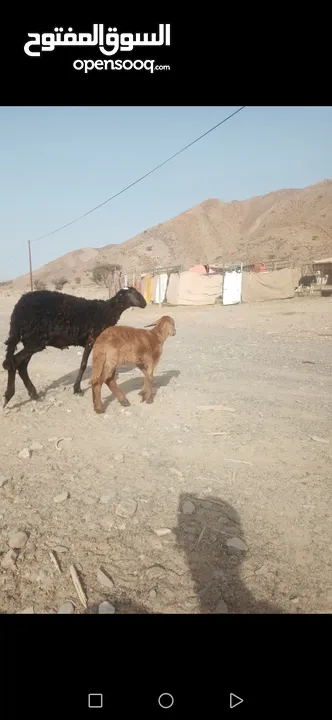 للبيع حمله سودانيه فلقت توم العمر شهرين سمنه فول