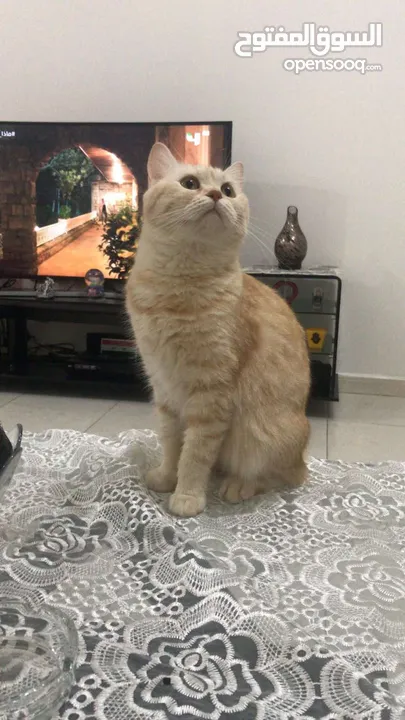 Lulu, the orange British short-haired cat _ لولو  القط البريطاني البرتقالي ذو الشعر القصير