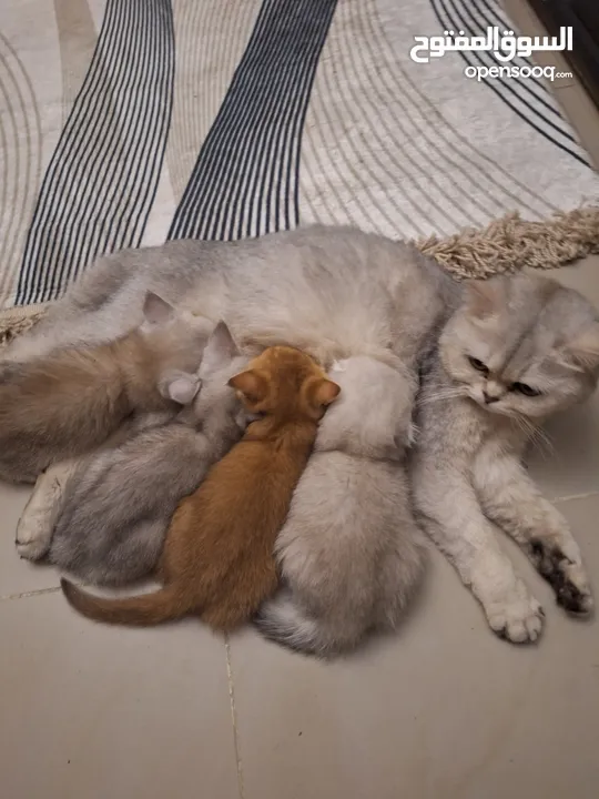 kittens for sale 60 days old    Scottish.