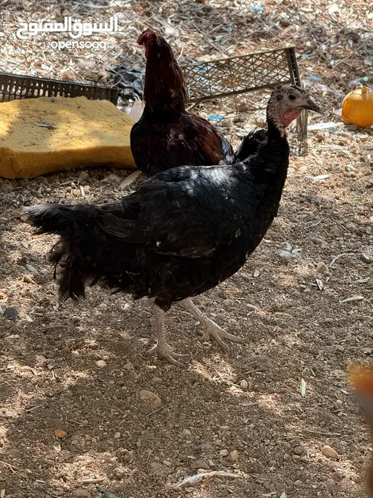 مجموعه طيور للبيع