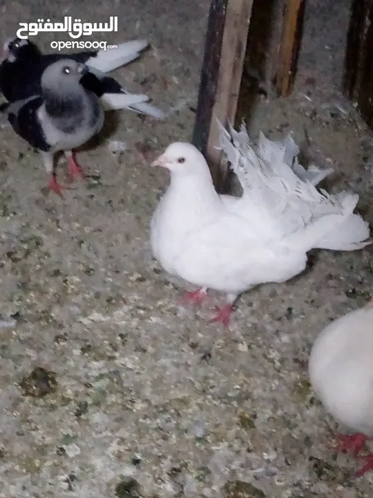 جوز حمام يمامه للبيع صحه ونضافه وشغال
