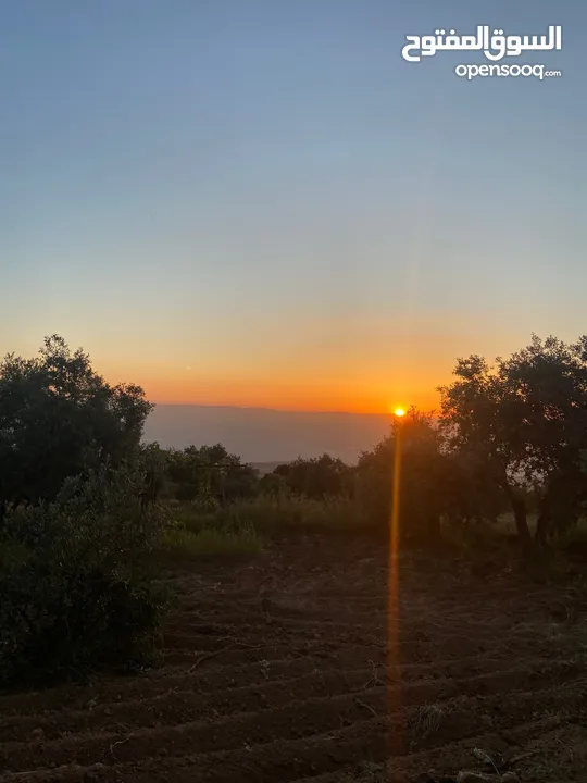 5.5 دونم مزرعة بالسلط باطلالة بانورما على فلسطين للبيع بسعر مغري قابل للتفاوض للجادين