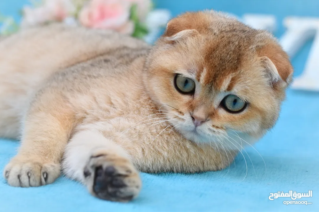 Scottish fold