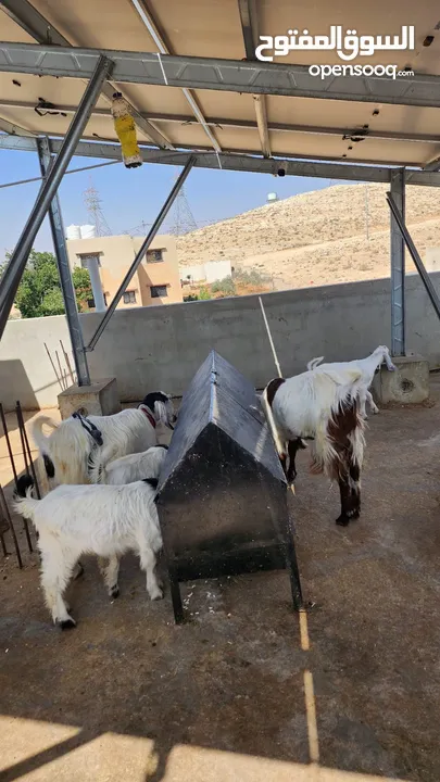 عنز للبيع الهاشمية