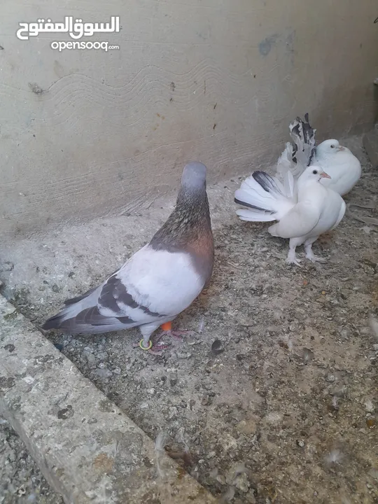 حمام جواز للبيع او البدل على دجاج