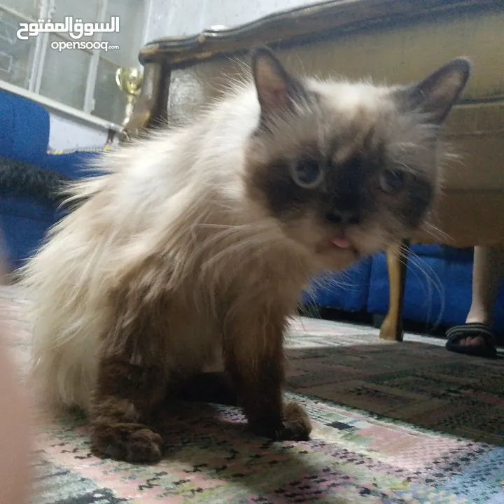 قطه هملايا لعوبه جدا ولطيفه جدا وهداء جدا جدا  الله يبارك ل صاحب النصيب القطه انثى من نوع هملايا