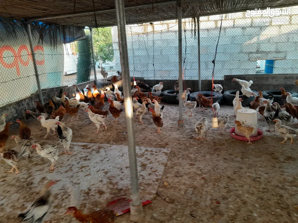 دجاج اللبيع