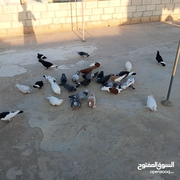 حمام للبيع في مادبا