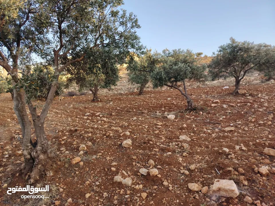 مزرعة لقطة مميزة مشجرة جرش دحل مساحة 3دونمات ونصف