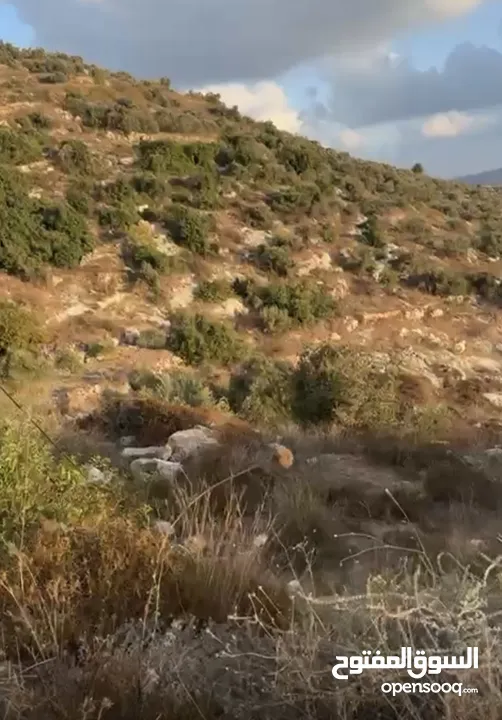 بسبب ظروف السفر وترك المنطقة، بدي أبيع الأرض.