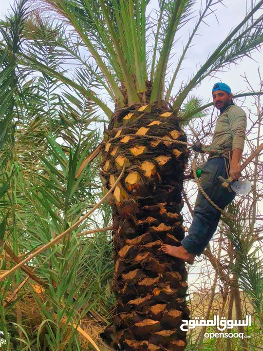 تنظيف نخل وتخليع جبار دكار سرق بنزين لاقص نخل واشجار