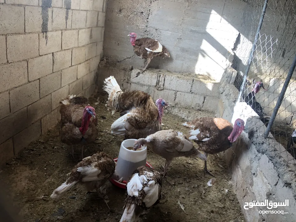حبش احمر تركي نخب اول جواز