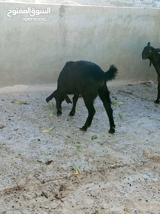 سخلتين شاميات ثنايا