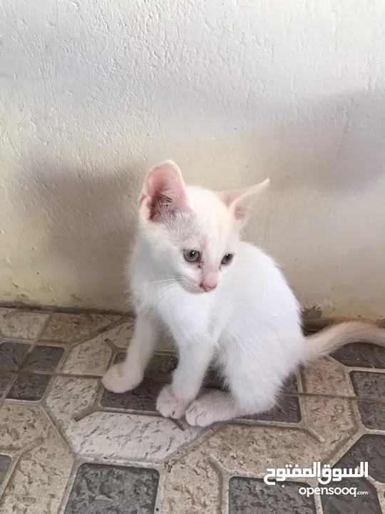 بيع قطه أم شيرازيه و الاب عماني عادي
