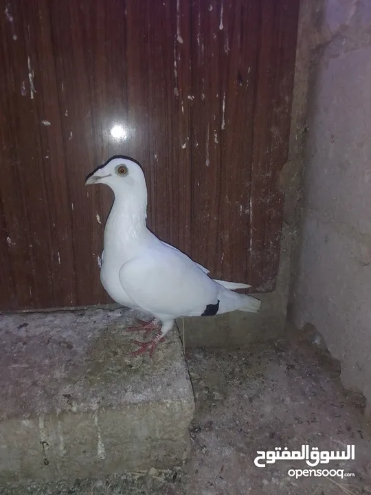 ثلث طواير للبيع