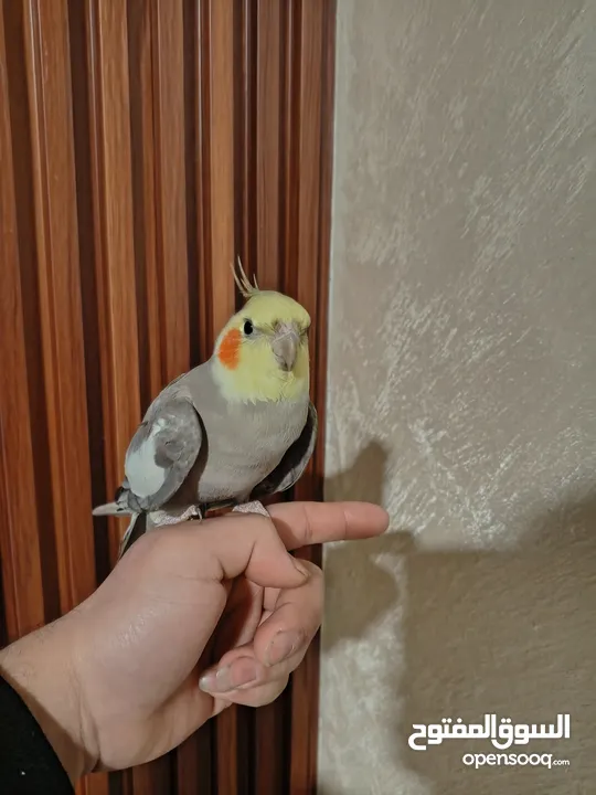 جوز كوكتيل منتج للبيع بسعر مغري