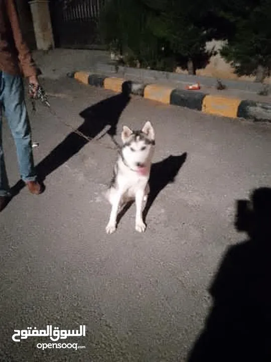 60 دينار اردني