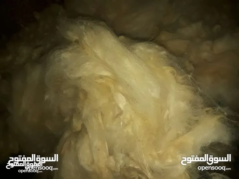 صوف فرشات كميه كبيره بسعر خيالي بجنن لق حالك صوف نظيف كثير كميه كبيره كثير