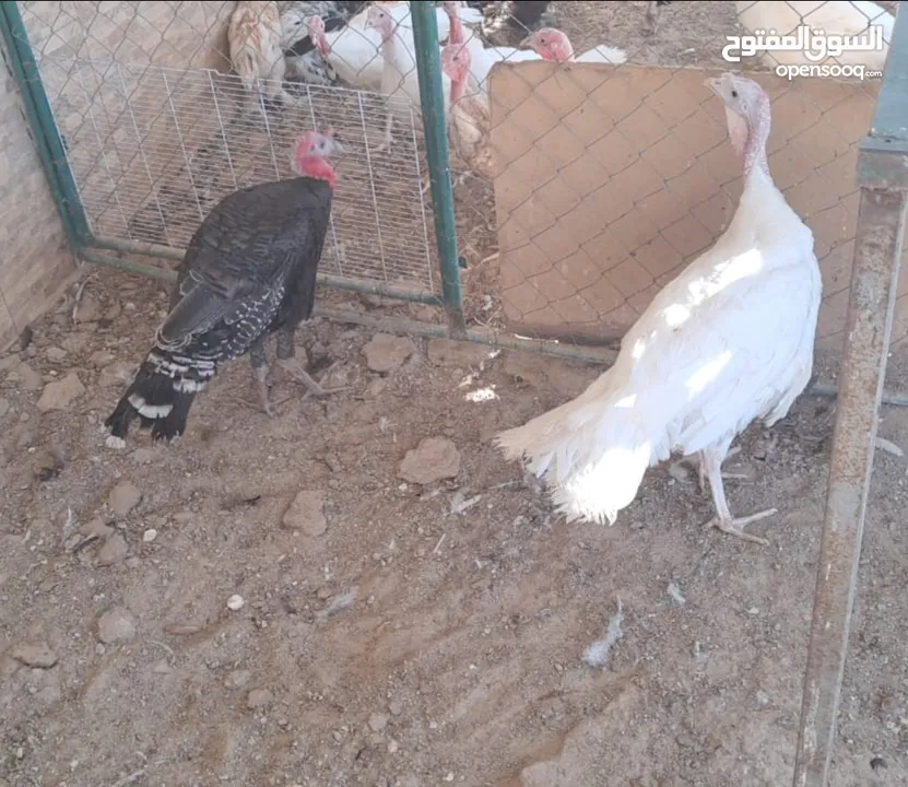 دجاج براهمي و ديوك بلدي و فازان و ديك رومي و انثى وز الكمية كاملة للبيع