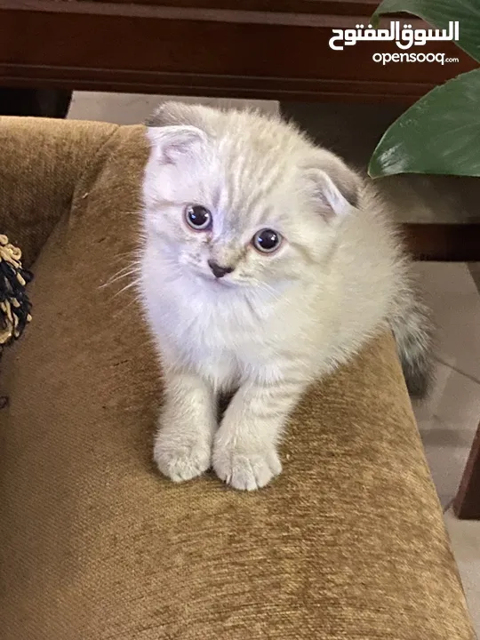 قطط أنثى العمر شهرين.  2 Month Female Kitten