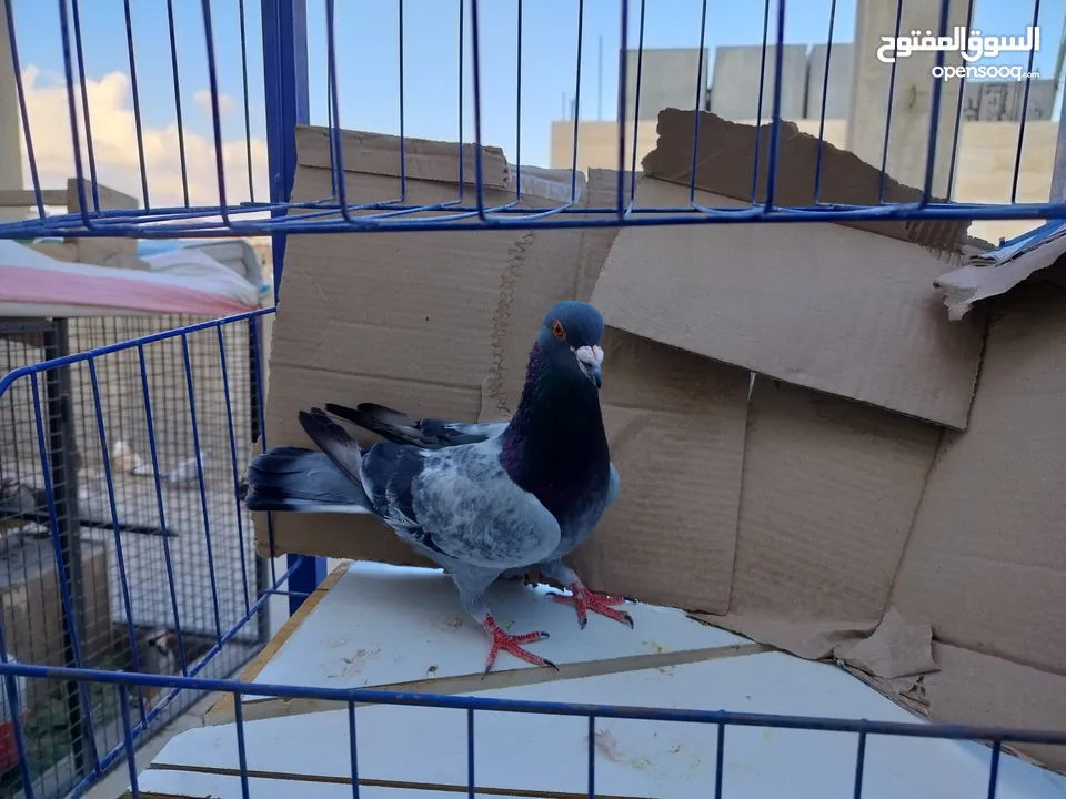 حمام بلدي وانواع اخره   بحاله ممتازة شغالات 14جوز وهاي بعض الصور