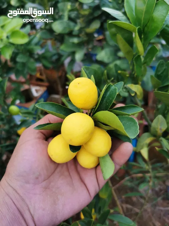 جميع أصناف الفواكة والحمضيات والزيتون ( بلدي ومستورد )