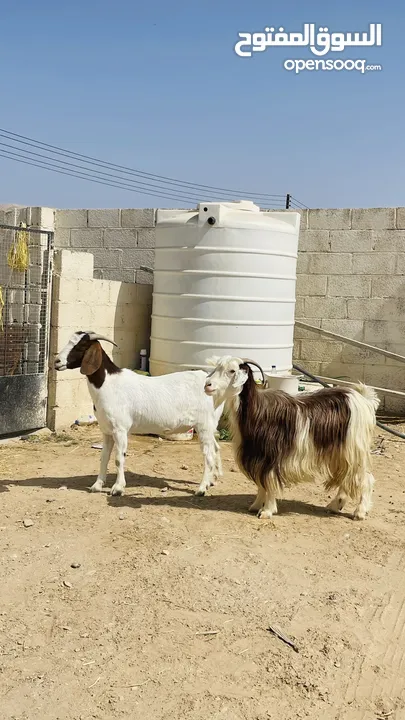 عنز بورقت + عنز رحبيه