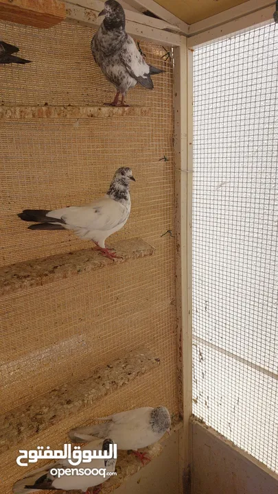 Pakistani pigeons