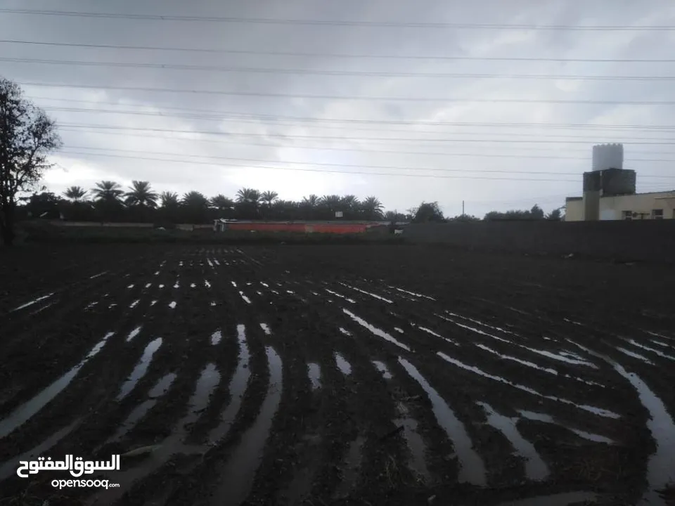 ارض زراعيه في منطقه الرميس بولاية بركاء بجانب الجامعه الالمانيه
