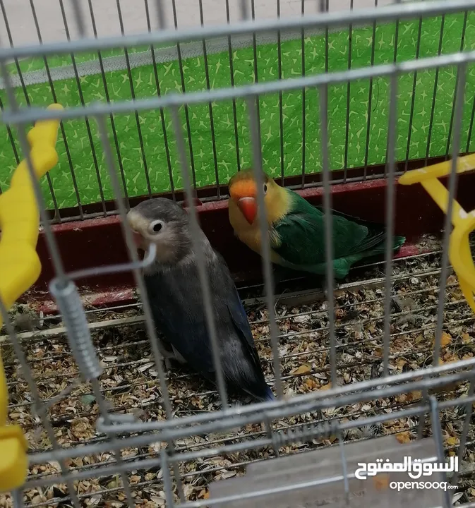 جوز فشر اوب لاين الوان بجنن مع قفص وكوخ