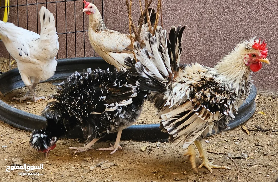 Frizzle/Curly Ornamental chicken pair