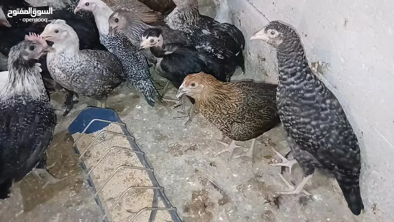 فرخات عمر 3 شهور وشهرين ونص