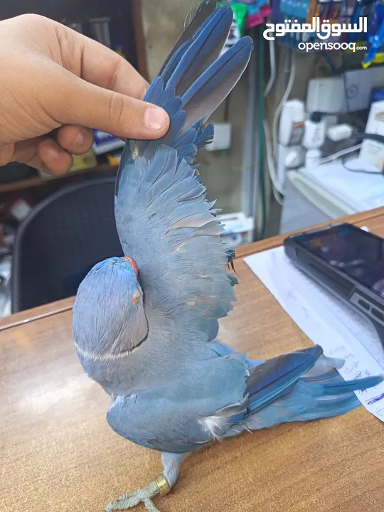 ببغاء دره لون ازرق طفره