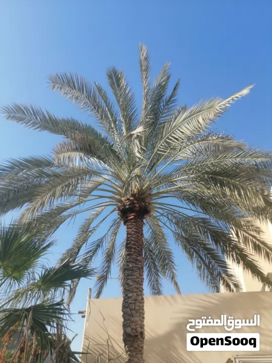 لتنظيف النخيل والواشنتونيا والاهتمام بالحدائق والثمار بكافه انواعها