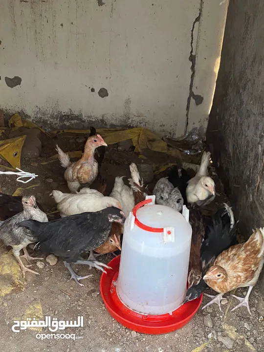 دجاج عماني اصل للبيع العمر شهرين
