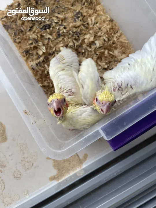 للبيع فروخ كوكتيل لاتينو غر