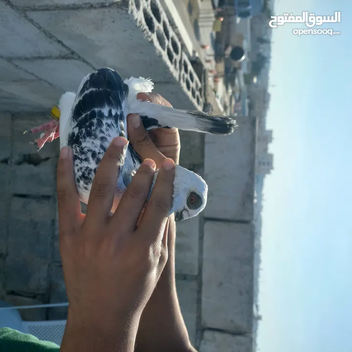 حمام كش  نضيف